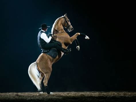 Horse Heroes Street: Comprehensive Educational Study Guide 5