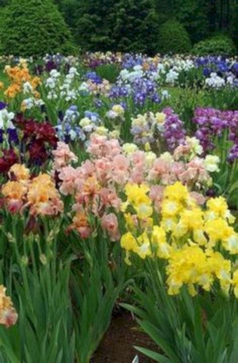 Beautiful Iris Garden Ideas 20 Iris Garden Ideas Iris Garden Iris