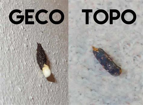 Escrementi Di Topo E Segnali Di Infestazione Insectum