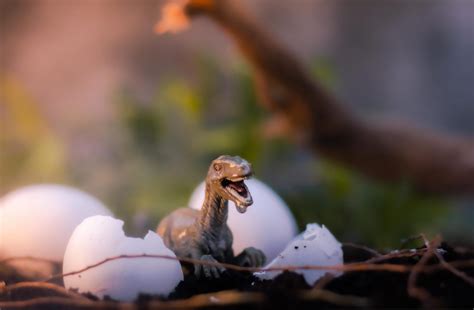 Jurassic P Ques Thionville Une Chasse Aux Ufs De Dinosaures