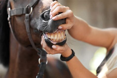 How To Take Care Of My Horses Teeth Royal Horse