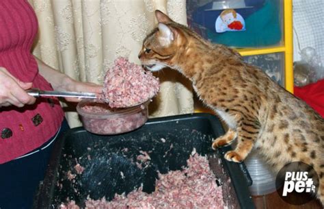 Можно ли кастрированного кота кормить обычным кормом: Чем отличается ...