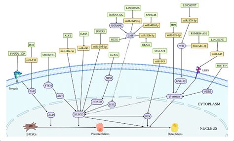 | Illustration of the role and regulatory mechanism of lncRNAs-induced ...