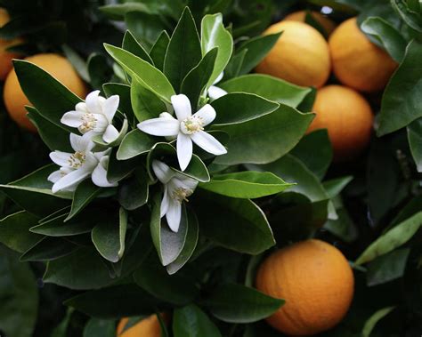Orange Blossom Photography | ubicaciondepersonas.cdmx.gob.mx