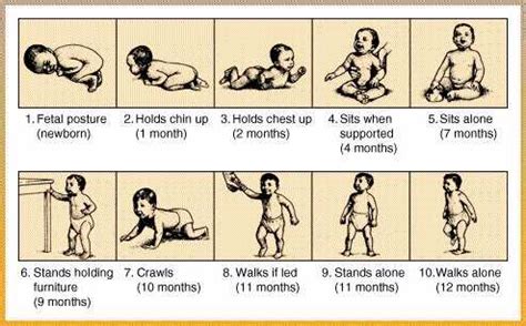 Stages Of Babies Development