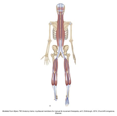 Intermuscular Force Transmission Along A Myofascial Chain