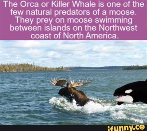 The Orca Or Killer Whale Is One Of The Few Natural Predators Of A Moose They Prey On Moose