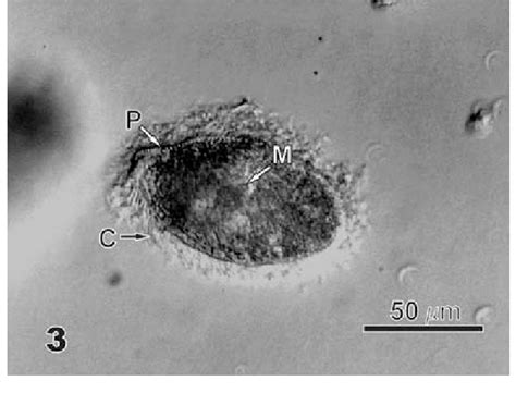 Differential Interference Contrast Light Micrograph Of Whole