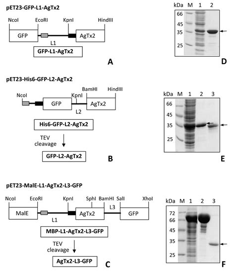 N Terminal Tagging With Gfp Enhances Selectivity Of Agitoxin To Kv