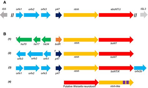 Identification Of A Novel Botulinum Neurotoxin Gene Cluster In