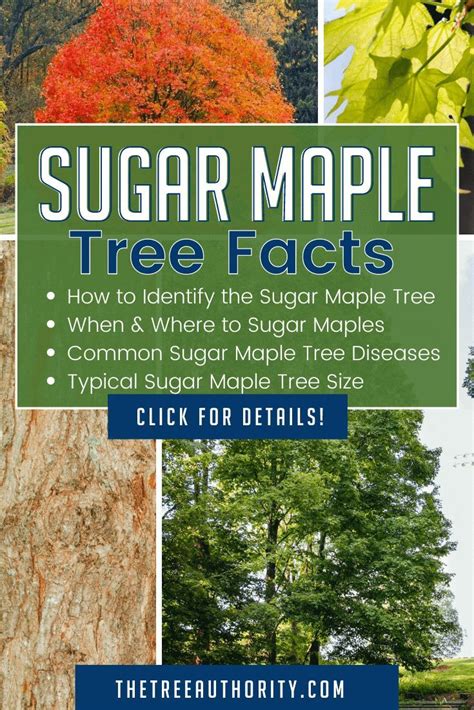 Sugar Maple Tree Facts Identify And Landscape With Acer Saccharum