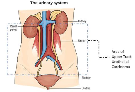 Renal Pelvis Location In Body