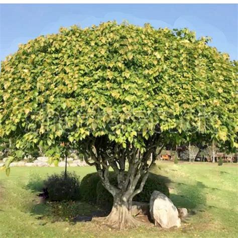 Sacred Fig Tree Seeds Bodhi Tree Seeds Pippala Tree Seeds Etsy Tree