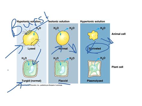 ShowMe - hypertonic