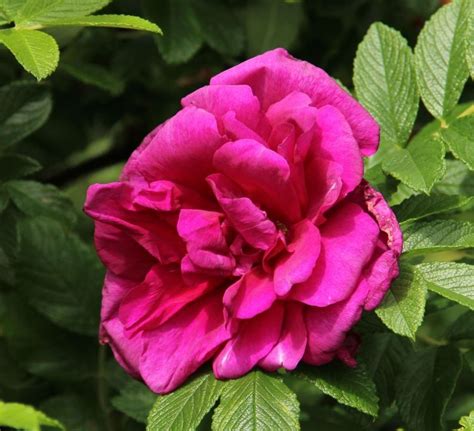 R Roseraie de l'Hay kale wortel