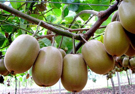 Сикомор (много фото) - treepics.ru