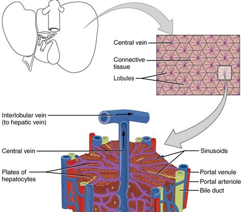 16 1 2 Digestive Glands