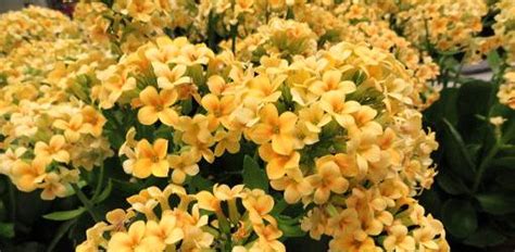 How to Grow Flowering Kalanchoe | Today's Homeowner