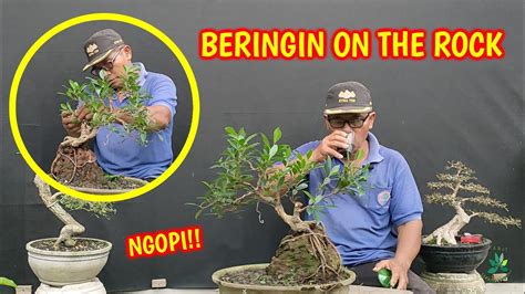 Bonsai Beringin Kimeng On The Rock Tanpil Beda YouTube