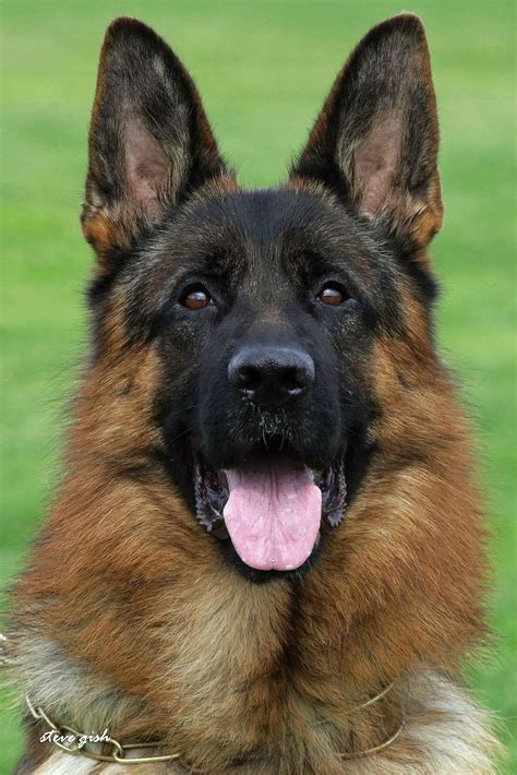 Cooper vom Türkenkopf