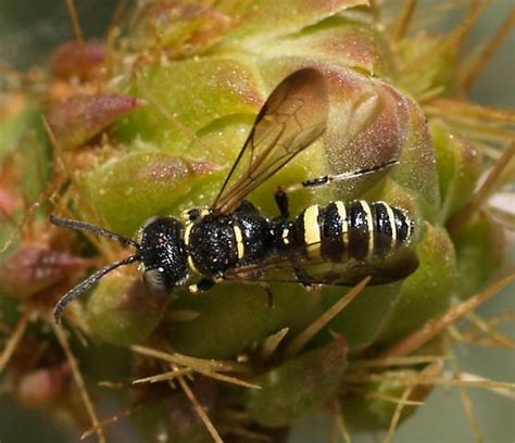 Wasp Cerceris Bugguide Net