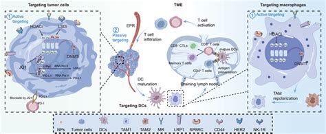 Epigenetic Modulator‐based Nanotechnology For Regulating Tme By