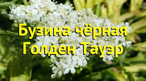 Бузина черная Голден Тауэр. Краткий обзор, описание характеристик ...