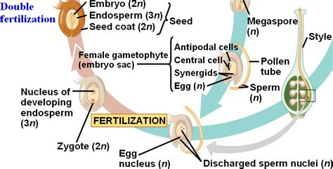 Double Fertilization Html Angiospermlifecycl D