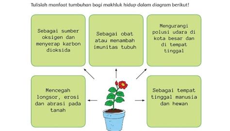 Kunci Jawaban Tema Kelas Halaman Yaitu Manfaat Tumbuhan Bagi