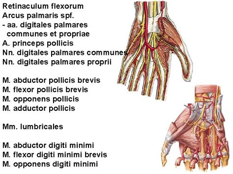 regional anatomy   upper limb regio deltoidea