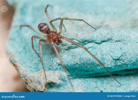 Male of Cupboard Spider, Steatoda Grossa, Looking or Preys Stock Photo ...