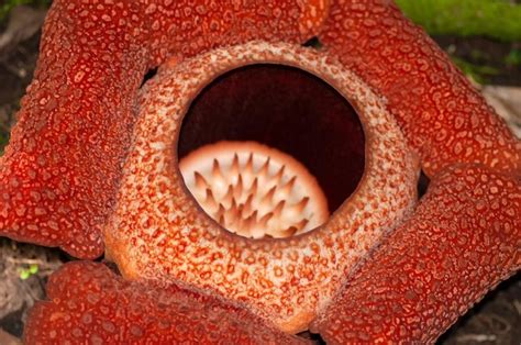 Flor Rafflesia A Maior Flor Do Mundo Foto Premium