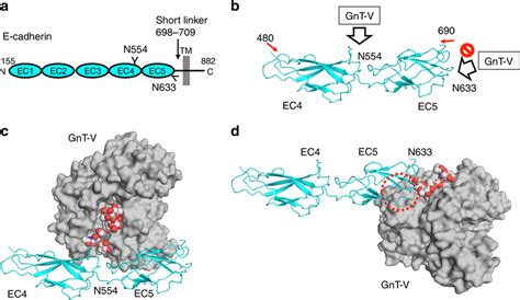 Hypothetical Interaction Mode Between Gnt V And E Cadherin A Schematic