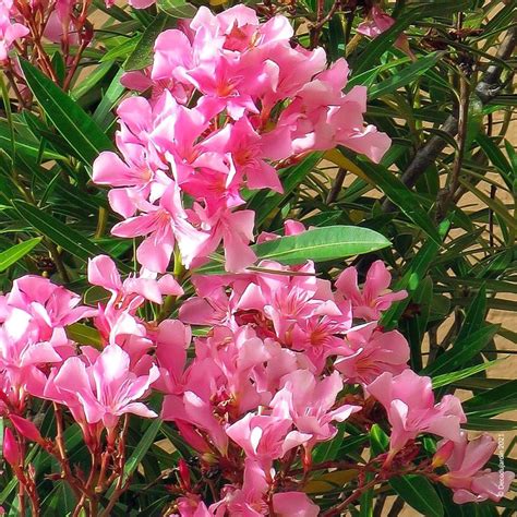 Laurier Rose Nerium Oleander arbuste Déco du Jardin à Rerims