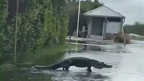 Out For A Stroll Watch Large Alligator Cross The Road At Florida Park