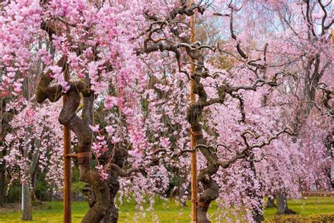 Cherry Trees in Kyoto, Japan Stock Photo - Image of daytime, natural: 207458476