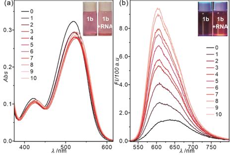 Optical responses of probe 1b 10 µM toward RNA 01000 µg mL in