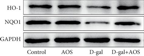 Aos Upregulated The Expression Of Ho 1 And Nqo1 A The Protein