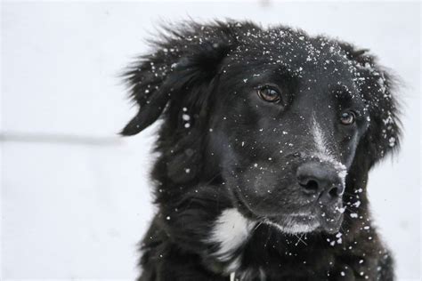 Bitingly Cold? How Fleas Can Thrive Inside During The Winter | Johnsons