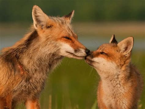 Raposa Vermelha Filhotes E Fotos Mundo Ecologia