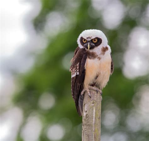 Thirsk Birds Of Prey Centre Aa Ratedtrips