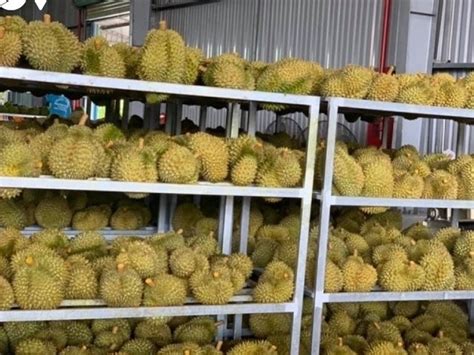 Fruit Vegetable Exports To Hit Record In 2023 Thời Báo Tài Chính