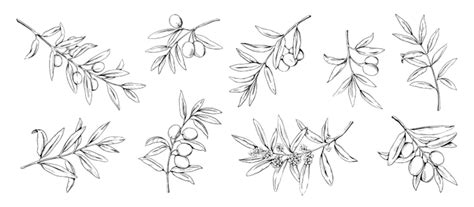 Olive Branch Sketch Png Transparent Images Free Download Vector Files