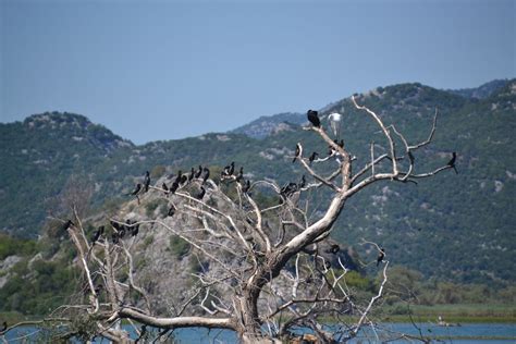 A photo tour of Lake Skadar | CNN