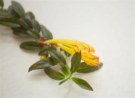 Колумнея. Посадка, размножение, уход, сорта, фото на Supersadovnik.ru