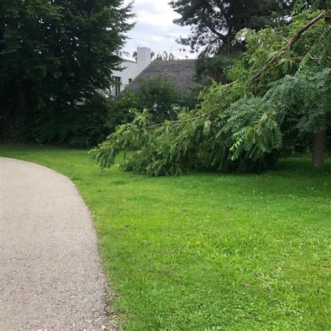 Baum droht zu stürzen Freiwillige Feuerwehr Steppach e V