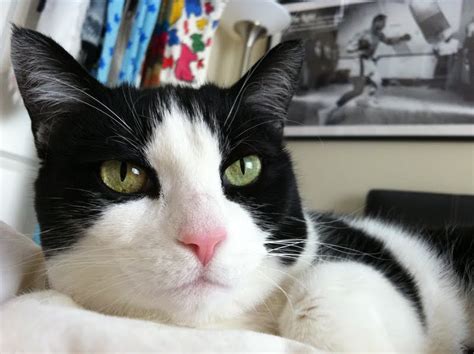 Life Via The Real Kristina Rose PiX ViD A Lotta Pussy Alexis Texas I Are Latin Appearance