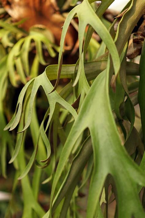 How To Grow And Care For Staghorn Ferns Gardeners Path