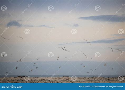 Flock on Birds in Mid Flight on Paarden Eiland Beach at Sunrise. Stock ...