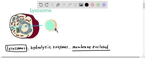 SOLVED: If hydrolytic enzymes are found inside living organisms and ...